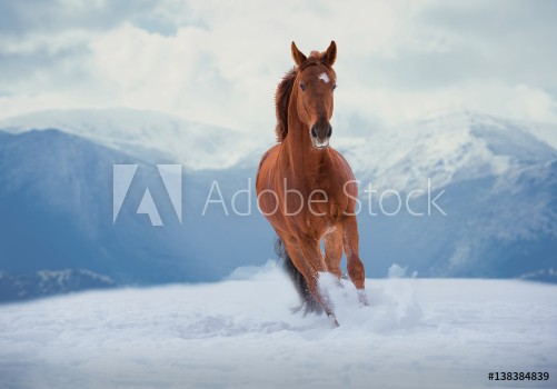 Picture of Red horse runs on snow on mountains background